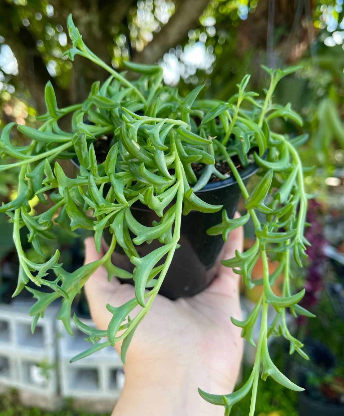 String Of Dolphins Plant Live for Planting - Dolphin Plant - Flying Dolphin Plant for Indoor Outdoor in 4 Inch Pot