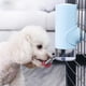 thumbnail image 1 of Bebedero de bola de acero inoxidable automático para perros, botella colgante para mascotas, bebedero para cachorros, fuente de botella LingWen 9024715586858, 1 of 1