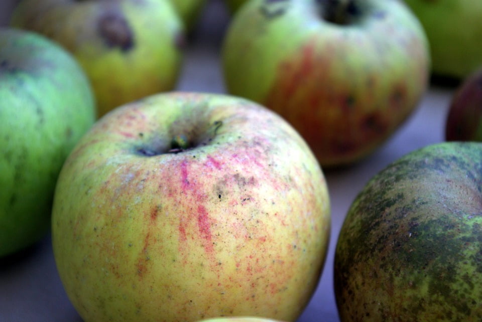 Apples116. Яблоко фото реальное. Градобой на яблоке как выглядит. Зеленое яблоко фото высокого разрешения