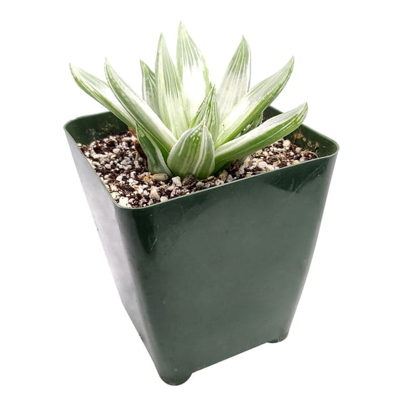 Haworthia Retusa White Ghost Succulent (3"  Plastic Pot) - Tiny, Lovely, Easy to Care Rosette Succulent for Beginners - Live Healthy Succulent for Home Office
