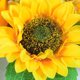 thumbnail image 2 of LED Girasol Maceta Luz de noche Bonsai Mesa Luz Flor Lámpara de escritorio (A), 2 of 8