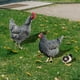 thumbnail image 3 of 3 estacas decorativas de acrílico con forma de gallina y pollito para jardín., 3 of 6