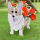 thumbnail image 4 of Maceta Bulldog Corgi De Jardín Maceta de perro ensamblable, jarrón acrílico Corgi Shiba Inu, macetas, adorno de decoración del hogar, 4 of 6