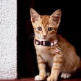 thumbnail image 3 of NUOLUX 4Ud Collar Para Con Floral Ajustable Collar Decorativo Para Mascotas, 3 of 6