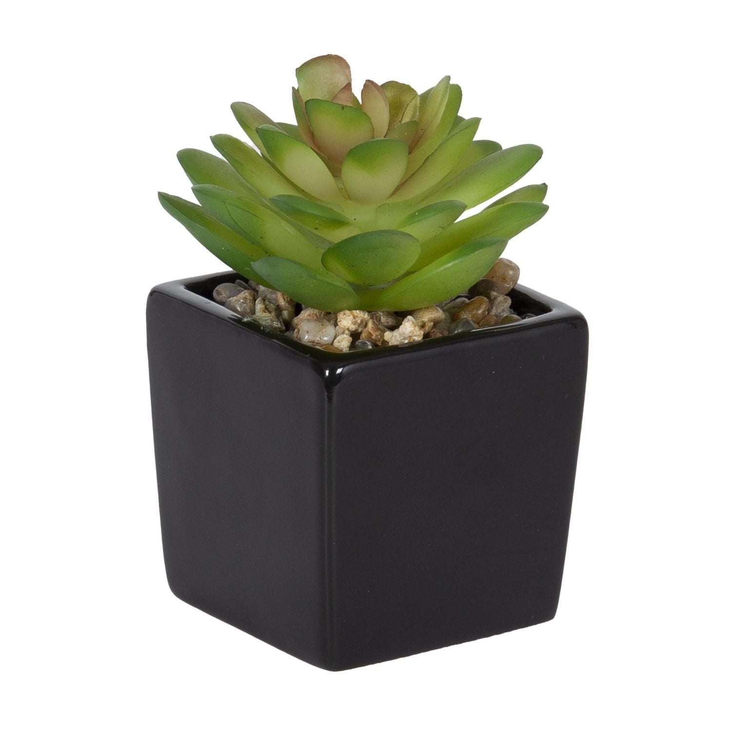 Fausse plante grasse miniature Kibo avec pot noir 9,5cm H x 4,5cm D