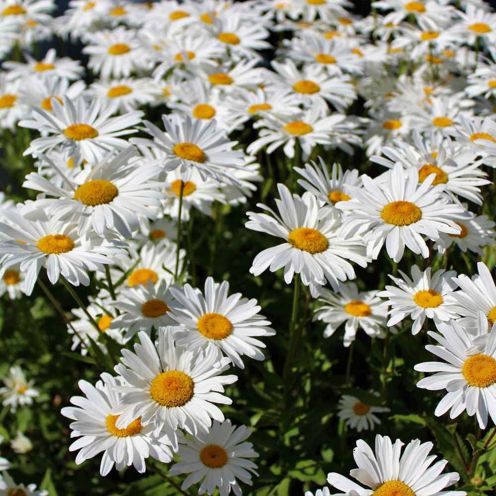 Outsidepride Chrysanthemum Shasta Daisy Seed - 1 LB