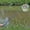 Green, variant on Btomtd Fishing Gear,Camping Gear,Kids Telescopic Fish Net For Extendable And Non-slip Grip Of Colorful Tools For Catching Insect Fish