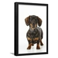 thumbnail image 1 of Smooth Haired Minature Dachsund, Animals Framed Art Print Wall Art Sold by Art.Com, 1 of 5