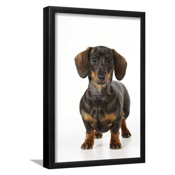 Smooth Haired Minature Dachsund, Animals Framed Art Print Wall Art Sold by Art.Com