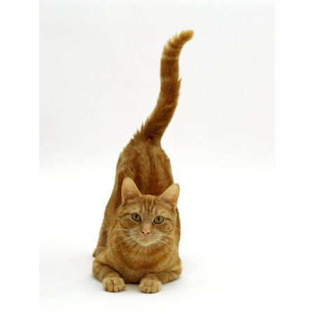 Domestic Cat, Ginger Tabby Female with Rear End and Tail in Air after Enjoying Being Stroked Print Wall Art By Jane (Best Looking Female Rear Ends)
