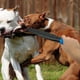 thumbnail image 3 of Methold Palo de descanso para mascotas, barra de mano profesional de seguridad antimordida abierta para entrenamiento de animales, barra de Suministros para perros, 3 of 6