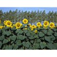 thumbnail image 1 of Sunflowers Poster Print, 32 x 24 - Large, 1 of 1