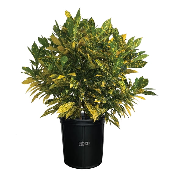 Nature’s Way Farms Croton Gold Dust Outdoor Live Plant (25-30in Tall) in Grower Pot
