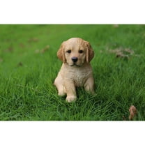 Yellow Golden Retriever Puppy Sitting
