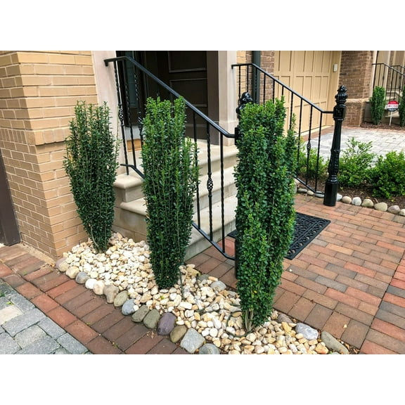 Sky Pencil Holly  2 Extra Large 3 Gallon Plants  Ilex crenata 'Sky Pencil'  Unique Vertical Garden Accent  Ideal for Tight Spaces