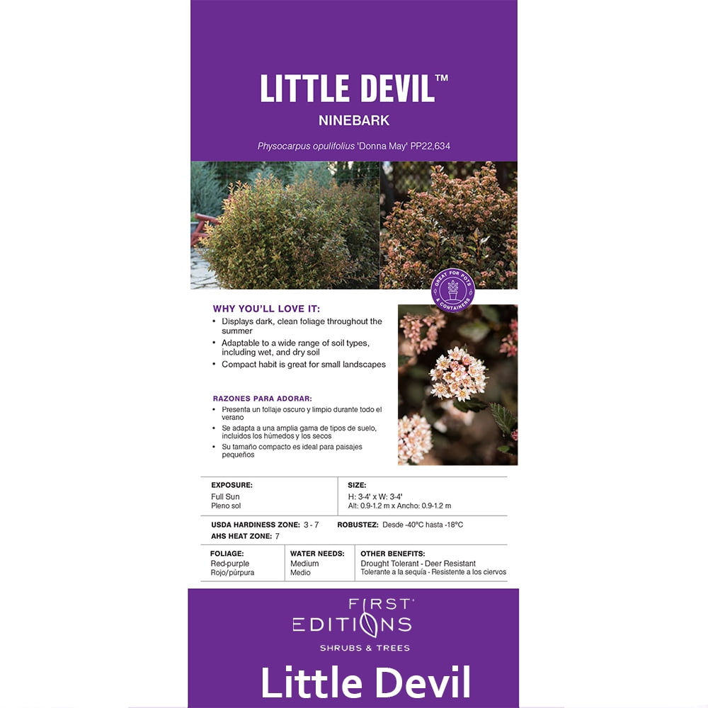 First Editions Ninebark Little Devil Live Shrub in 2-Gallon Grower Pot