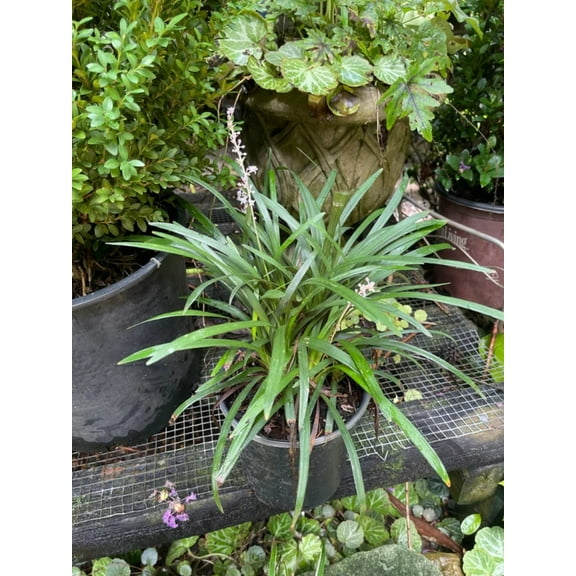 Four One Gallon Plants - Liriope muscari 'BIG BLUE' Monkey Grass