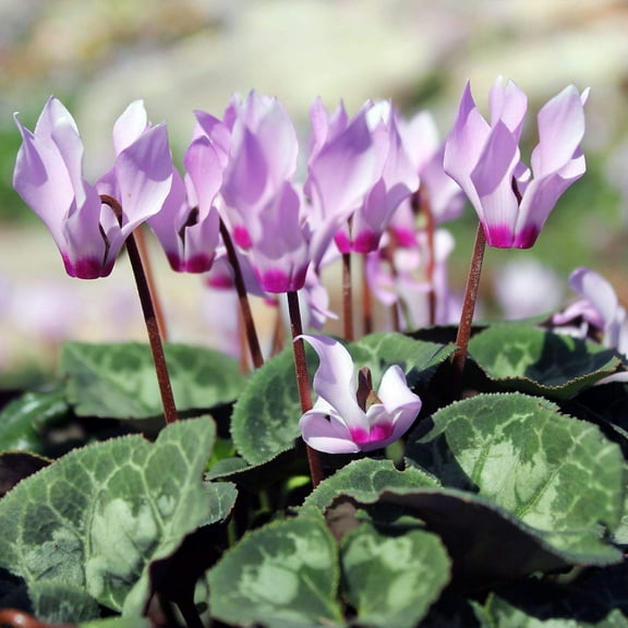 Easy to Grow Cyclamen Cilicium Hardy 3 Plant Bulbs, Shade Outdoor Zones 5-9