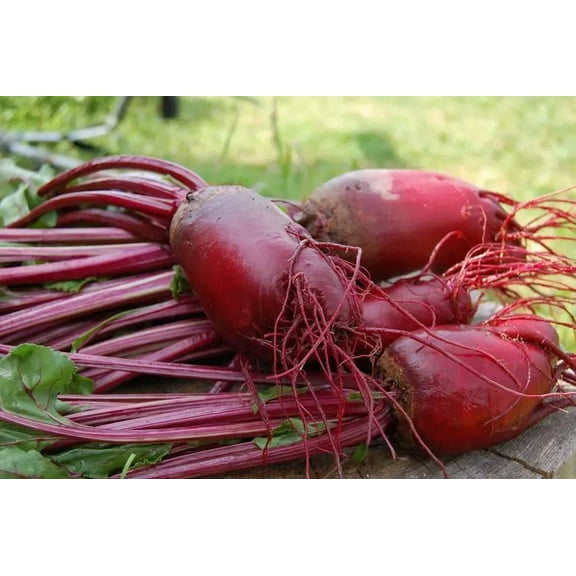 100 Red Mammoth Fodder Beet Seeds- HUGE - Up to 20lb per Heirloom Beet!