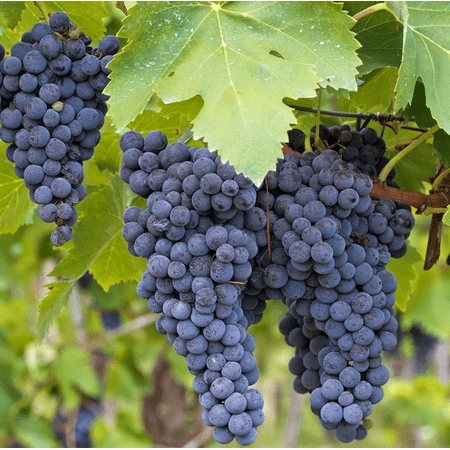 Set of 2 Wild Grape Vine Plants, Blue to Black Grapevines 1–2 Ft Tall, Climbing Fruit Vines for Outdoor Garden Planting