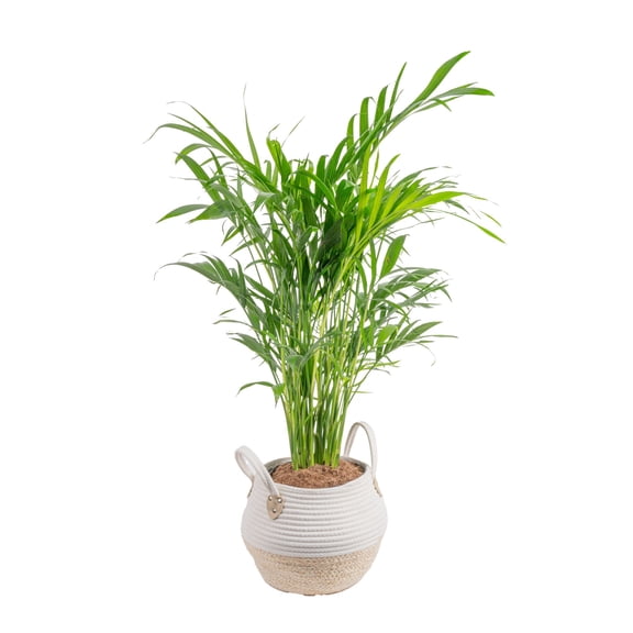Costa Farms 36" Tall Cat Palm Live Plants in 9.84" Basket