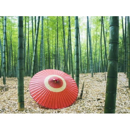 Coarse Oilpaper Umbrella in Bamboo Forest, Muko City, Kyoto Prefecture, Japan Print Wall (Best Bamboo Forest In Japan)