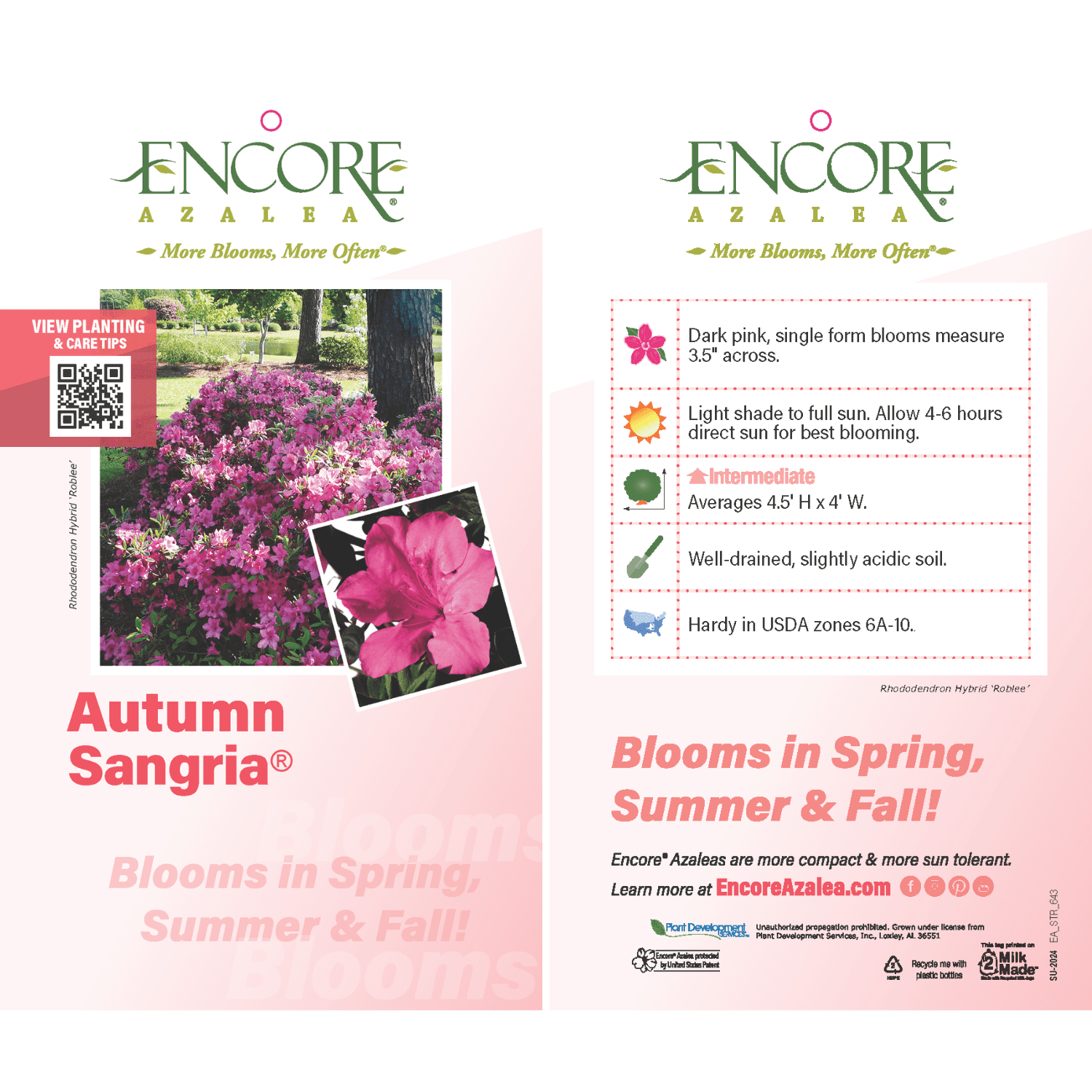 Encore Azalea Autumn Sangria Live Shrub in 2-Gallon Grower Pot