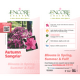 thumbnail image 5 of Encore Azalea Autumn Sangria (2 Gallon) Pink Flowering Shrub - Full Sun Live Outdoor Plant, 5 of 10