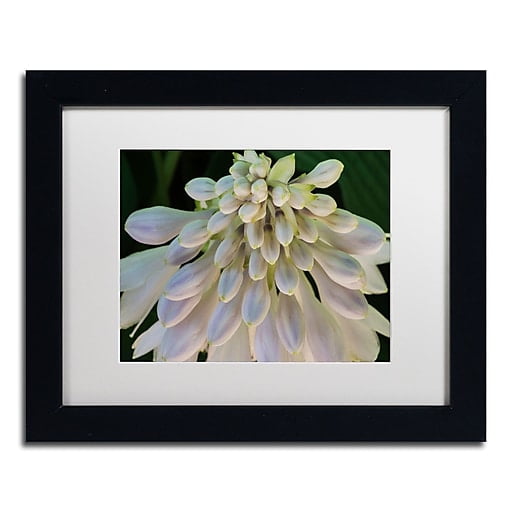 Trademark Fine Art "Hosta Flower Abstract" Canvas Art by Kurt Shaffer White Matte, Black Frame