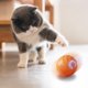 thumbnail image 5 of Juguete vibrador para perros, juguete interactivo para perros, juguete automático para perros, pelota eléctrica para perros., 5 of 9