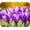 Purple Tulips MP101, variant on Floral Pattern Flower Mouse Pad Mat Mousepad for Desk Computer Laptop PC Gaming Home or Office Gift for Her Flowers