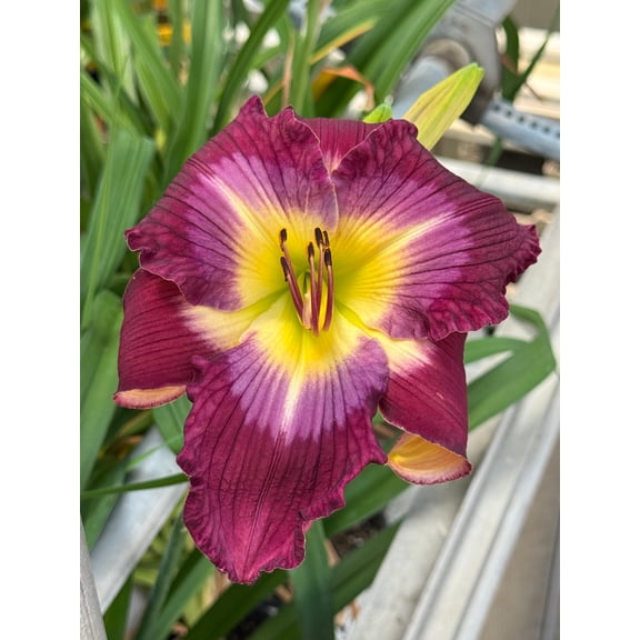 'Water Dragon' Daylily Perennial - Hemerocallis - Quart Pot