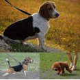 thumbnail image 4 of 30m Dog Training Lead Long Line for Large Dogs, Outdoor Obedience Recall and Puppy Walking, 4 of 4