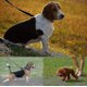 thumbnail image 4 of 30m Dog Training Lead Long Line for Large Dogs, Outdoor Obedience Recall and Puppy Walking, 4 of 4
