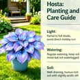 thumbnail image 7 of Hostas Propagation‑Household Styling‑Charming Gift Garden‑Renew Yearly‑(Non‑Artificial)‑Backyard Landscaping‑Luxury Garden Stakes, 7 of 7