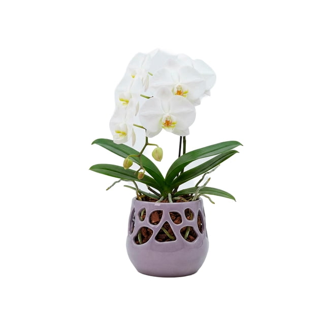 Maceta Decorativa De Cerámica Esmaltada Para Orquídea Flor De Loto Lila