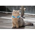 thumbnail image 5 of Miaocao Heart Bling Cat Collar with Safety Belt and Bell Adjustable 8-10 inches for Kitten Cats (Black+Pink), 5 of 6