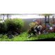 thumbnail image 1 of Planta de acuario tipo alfombra Micranthemum Monte Carlo, 1 of 1