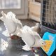 thumbnail image 4 of Comedero De Plástico Colgante Comedero Para Pájaros Vaso Para Agua Accesorios Para Pájaros Soporte Para Vasos Jaula Comedero Para Alféizar, 4 of 6