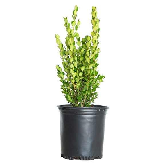 Expert Gardener Wintergreen Boxwood (2.5 Quart) Low-Maintenance Evergreen Hedge Shrub - Full Sun Live Outdoor Plant