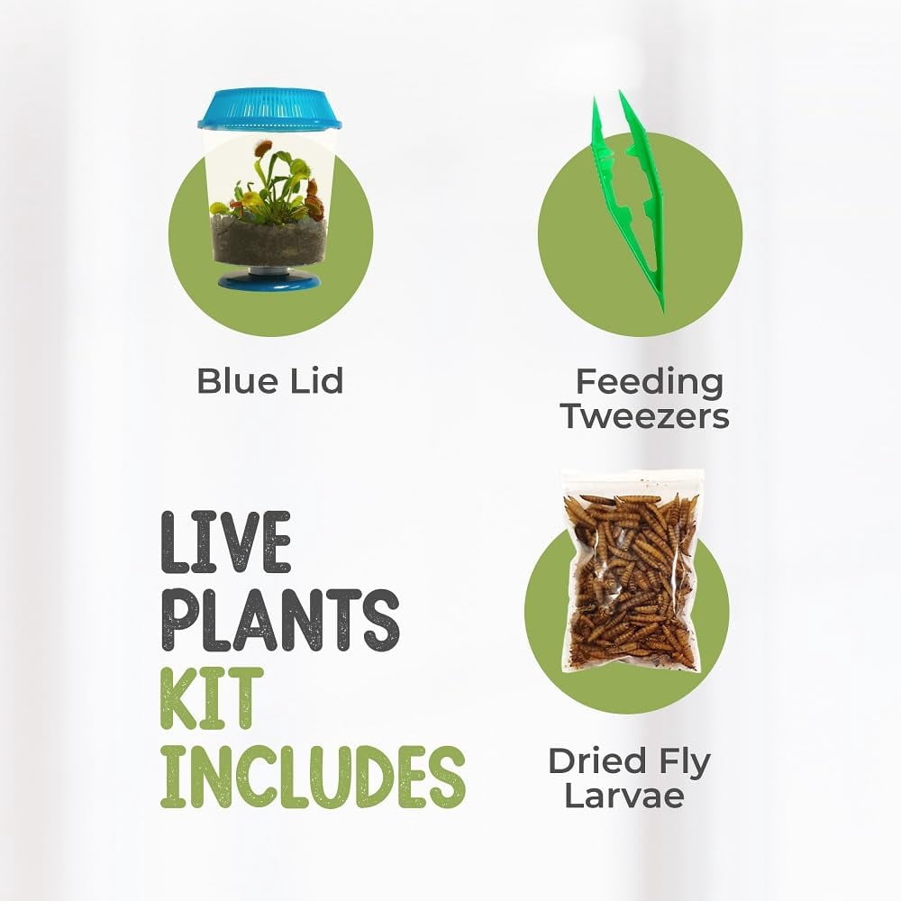 Live Venus Flytrap Kit with Carnivorous Plant Food, Tweezers & 4.5" Blue Terrarium – Indoor Bug-Eating STEM Gift for Kids & Adults Fly Trap