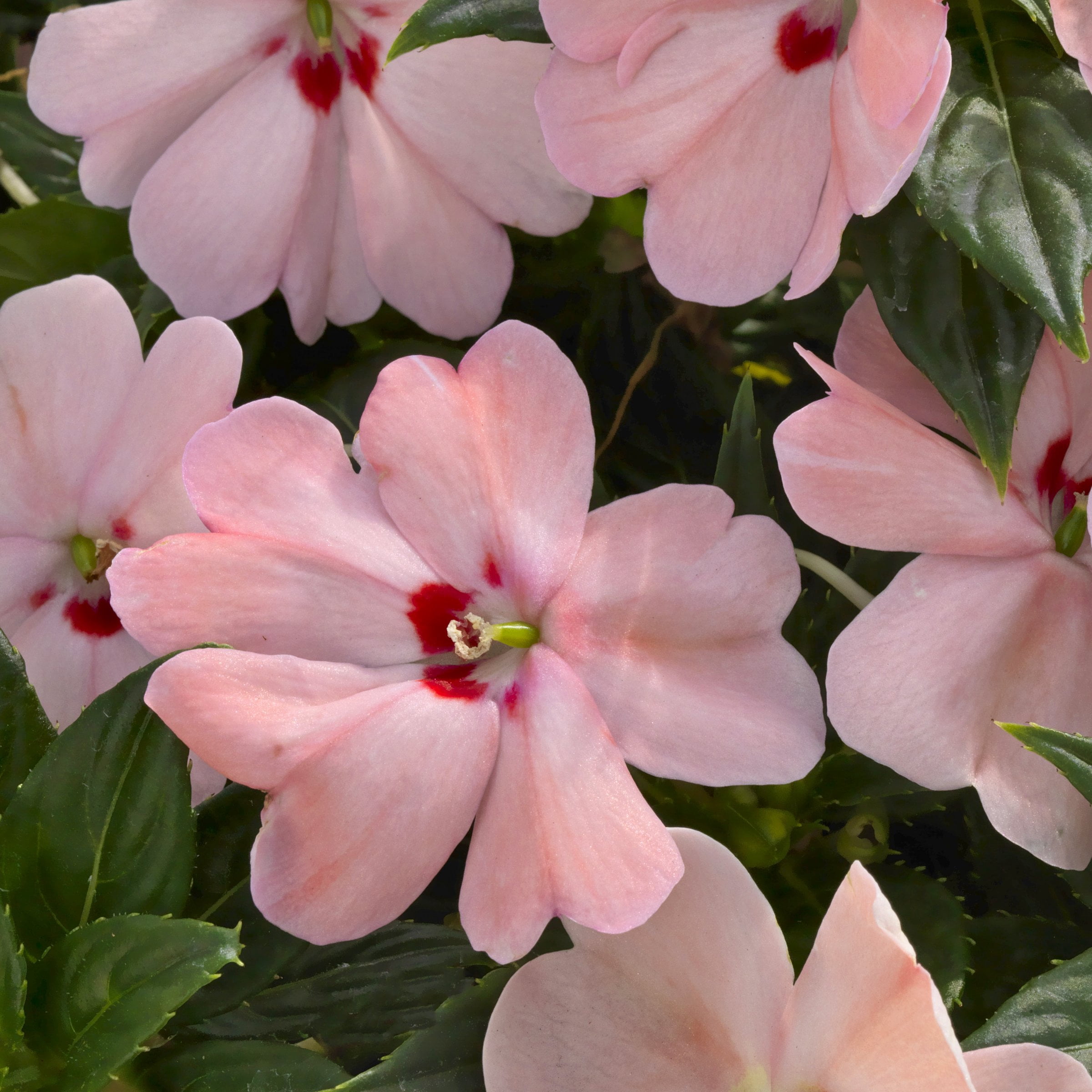 2.5 in. Sunpatiens Vigorous Pink Kiss Live Annual Plant with Pink Flowers (6-Pack)