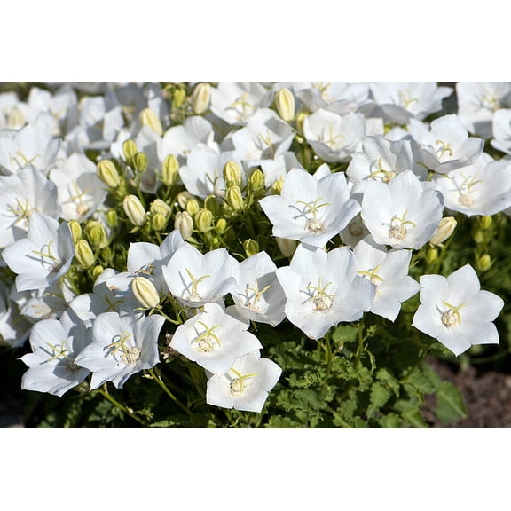 Rapido White Carpathian Bell Flower - Campanula - Live Plant - Quart Pot