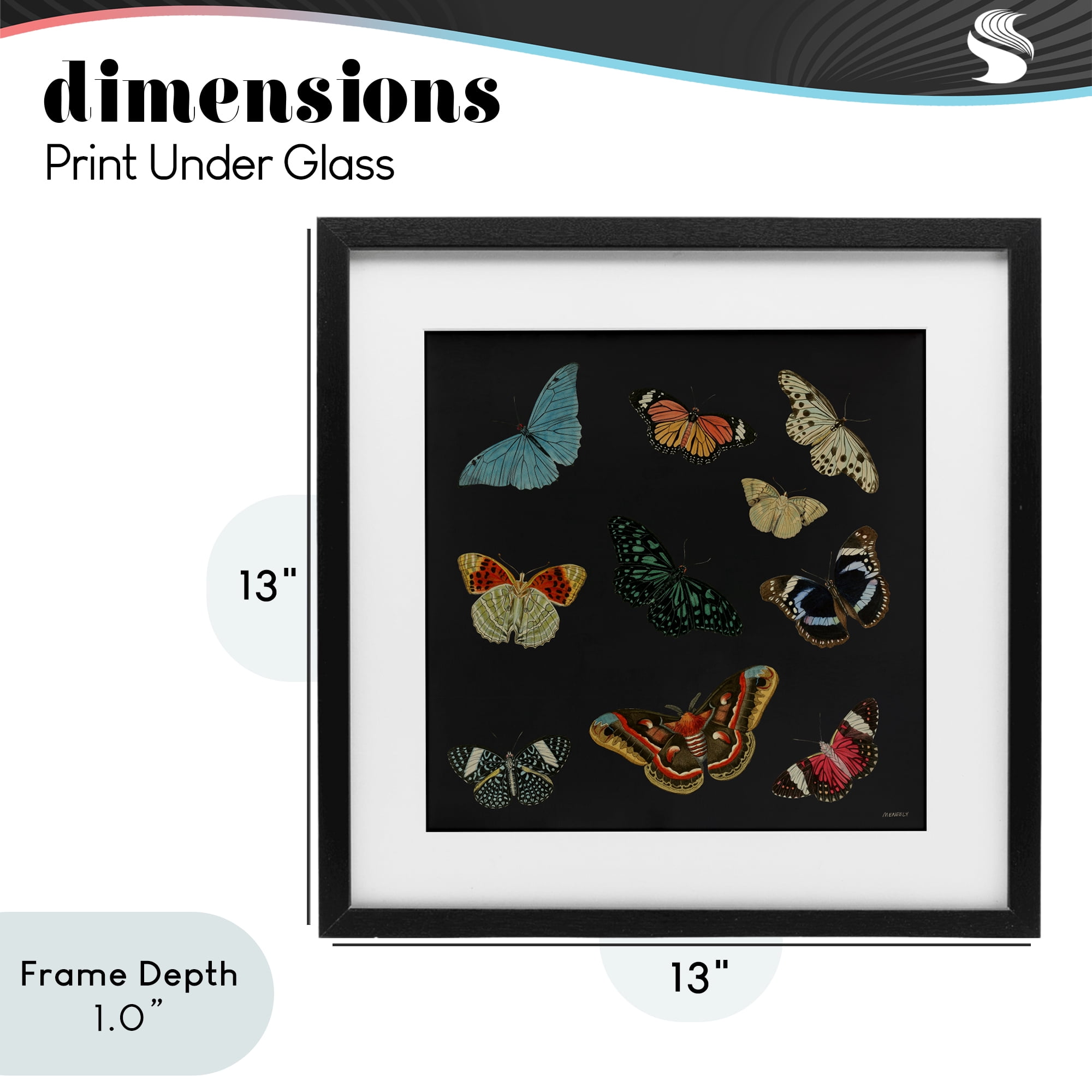 Stupell Industries Insects Group on Black Black Framed Print Under Glass, design by Dan Meneely