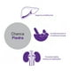 thumbnail image 4 of Suplemento AOR Chanca Piedra 500 mg para hígado renal 90 cápsulas, 4 of 4