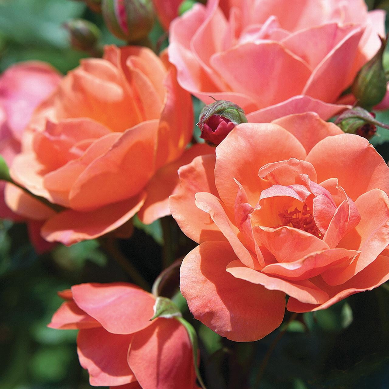 The Knock Out® Family of Roses 'The Coral Knock Out® Rose' Live Tree in 3-Gallon Grower Pot