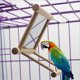 thumbnail image 1 of Birdmirror Bird Swing, juguetes de jaula de loro, juego de columpio con espejo compatible con guacamayo africano canico cacatúa Afortunado Sencillez, 1 of 5