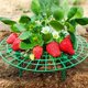 thumbnail image 5 of Paquete De 4 Soportes Para Bandejas De Fresas, Evitan La Pudrici N De Las Hojas, Marco De Soporte Para Huertos, Pl Stico Duradero Y F Cil De Montar, Accesorio De Jard N, Para Cultivo De, 5 of 5