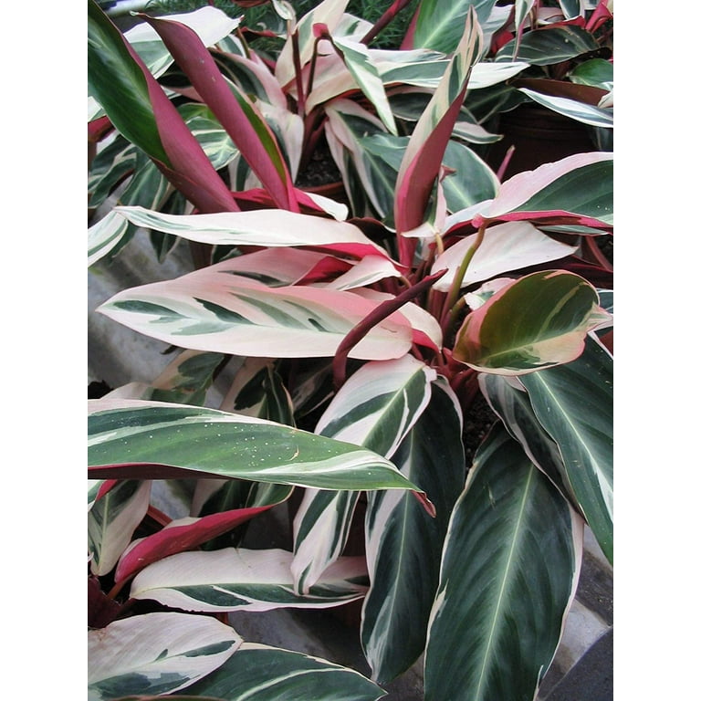 philodendron ceylon beauty Buy Philodendron Ceylon Golden Plant Online