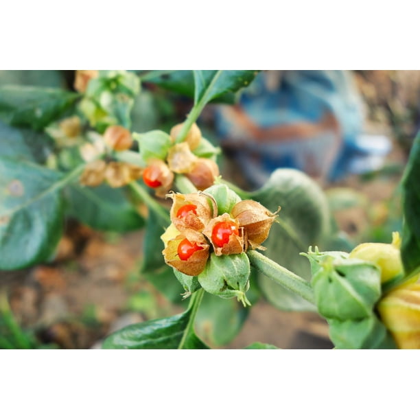 spiderwort plant Tradescantia Sweet Kate Spiderwort for Sale